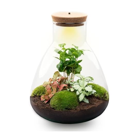 Terrario de Plantas • Sam Coffea con lámpara • Planta ecosistema con luz • ↑ 30 cm