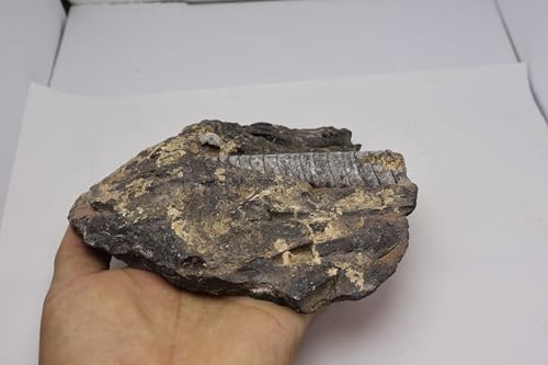 Image of Natural Orthoceras Fossil from Devonian Period Fossil from Morocco A307