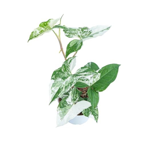Syngonium Albo Variegated Plant, Indoor Houseplant