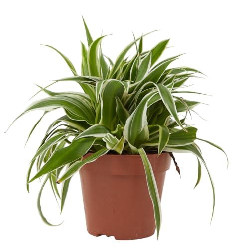Verdecora Cinta en maceta Ø12cm | Chlorophytum comosum | Planta Natural de Interior | Mala Madre, Planta Araña, Lazo de Amor | Hojas Verdes con Bordes Blancos | Decoración de Hogar y Oficina