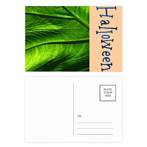 Cartes postales d'Halloween Banane Picture Nature lot de 20 papeterie