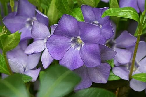 Miniatura 4 de 50 plantas Vinca Minor Plantas de cobertura del suelo Bígaro Vinca - Cubierta vegetal resistente Plantas de bígaro rastrero viven no semillas