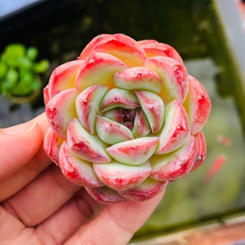 観葉植物 エケベリア」の人気商品一覧 | 安い商品を通販サイトから探す