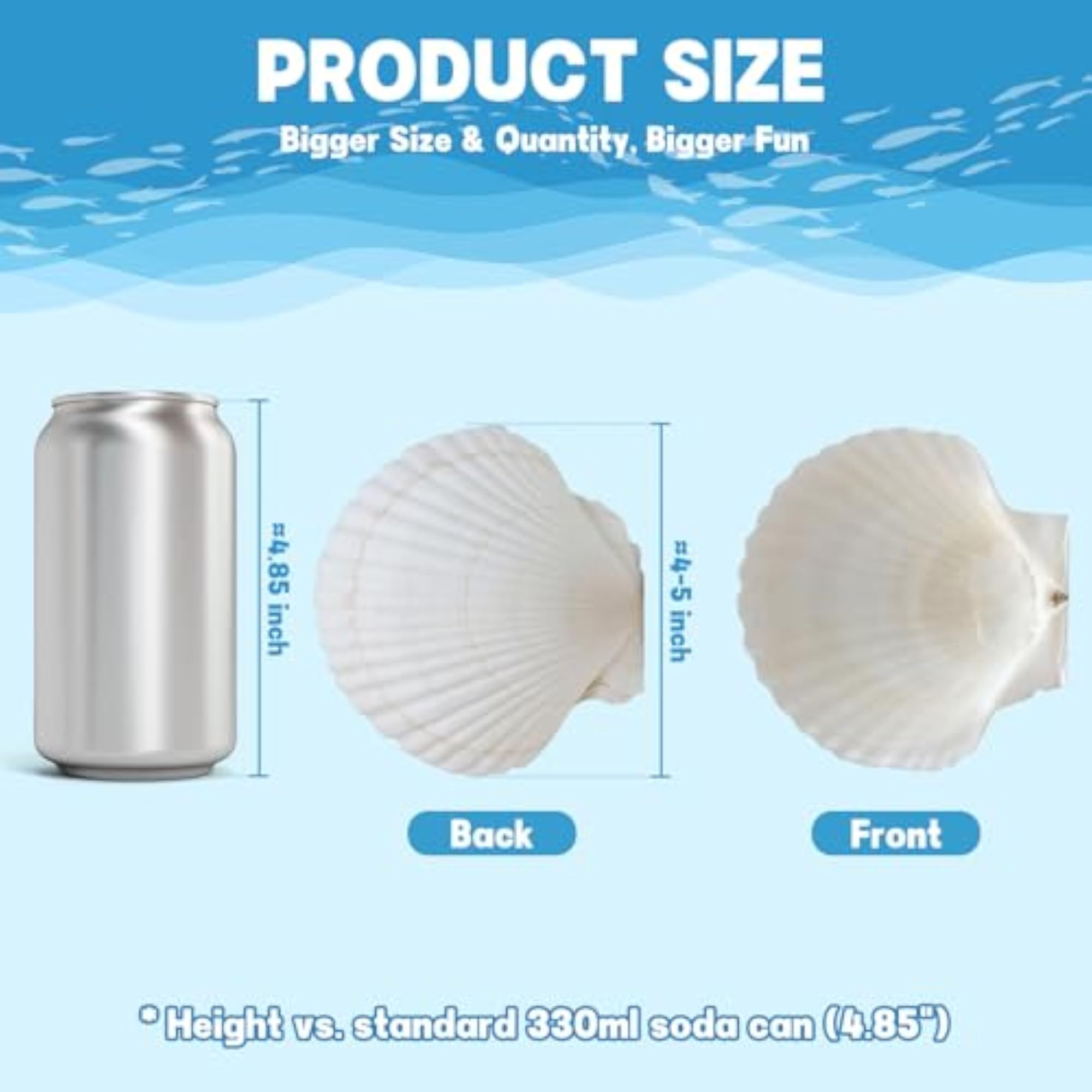 Large Scallop Shells for Crafts, Natural Sea Shells