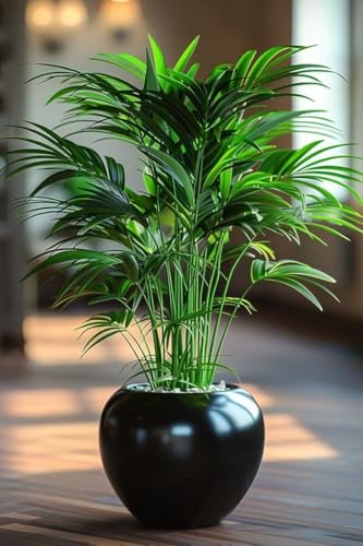 Image of Areca Palm Plant - Indoor Air Purifying Tree, Natural Humidifier & Oxygen Booster, Low Maintenance Tropical Indoor Greenery for Home, Bedroom & Office Decor