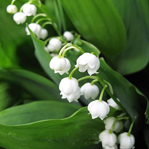 2 Convallaria Lily of The Valley Spring Garden Perennial Root White Flower Plant