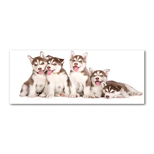 Splashback guard en verre trempé 125x50cm résistant aux chocs motif husky