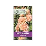 10 Graines de Rose Trémière 'Saumon'   'Alcea rosea'   Fleur élégante et majestueuse, facile à cultiver pour des murs de fleurs spectaculaires
