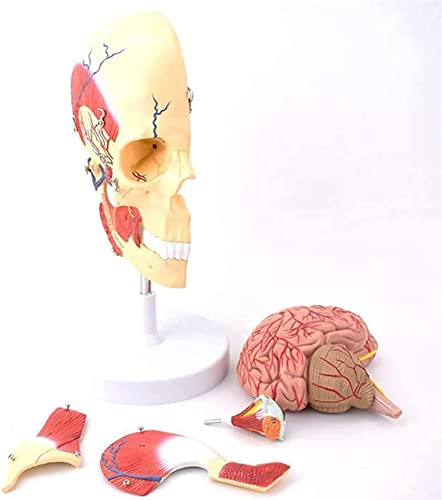 Anatomy Educational Model, Human Masticatory Muscle Brain Anatomical Skull Skeleton Teaching Tool Toy Aids image 5