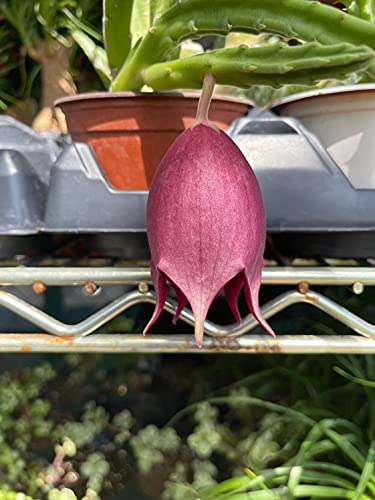 Stapelia Leendertziae Black Bell Carrion Flower. Maroon Cup Starfish, Huernia Spp Black Bells #TOP1