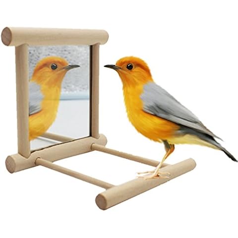 Bird Stand Perch with Mirror for Parrot Budgie Parakeet Cockatiels Conure Finch Lovebird African Grey Macaw Amazon Cockatoo Cage Wood Toy Cover