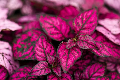 10 Dwarf Rose Pink Polka DOT Plant Splash Select Hypoestes