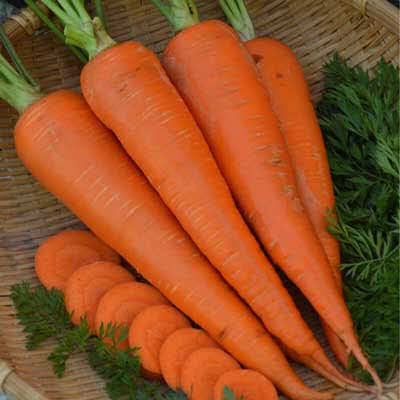 100 Graines Semences de Carotte - Autumn King 2 - Légume Potagère - 47