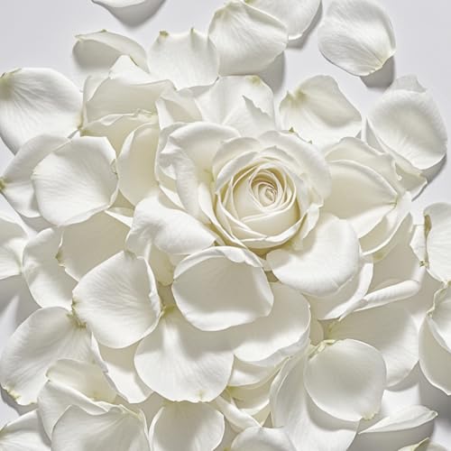 ZPNUZDU 3.5 Oz Dried Rose Petals Wedding Biodegradable Petals Natural Preservation Real Flower Petals Suitable For Flower Girl Romantic Night Table Decoration (White 100g)