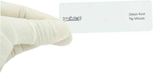 1 pieza de puntas de raíz de cebolla preparada para microscopio de mitosis celular para clase muestra claramente la mitosis de células vegetales en