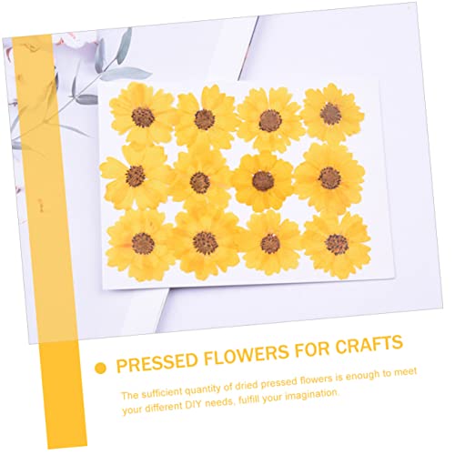 Flores secas margarita reales 24 piezas para manualidades miniatura 4