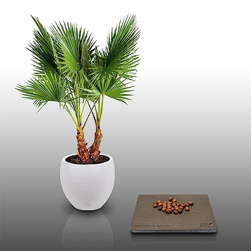 25 graines à semer - Le Grenier d'Abondance - WASHINGTONIA ROBUSTA - Palmier résistant