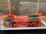 Blood Mary Shrimp - 6 pack