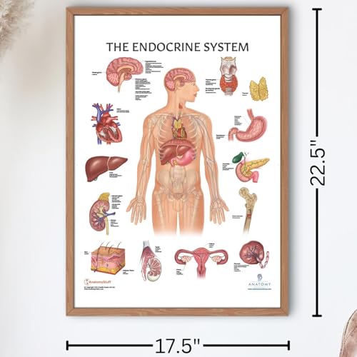 Image of Anatomy Lab Human Endocrine System Anatomy Poster, Laminated | Anatomy and Physiology, 17.3 x 22.5 Inches, Body System Diagram, Anatomical Chart for Education Learning and Students