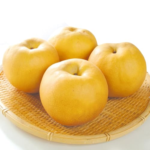  10kg V Y ƒp iV Ȃ ԗ a Yn Hi ؉