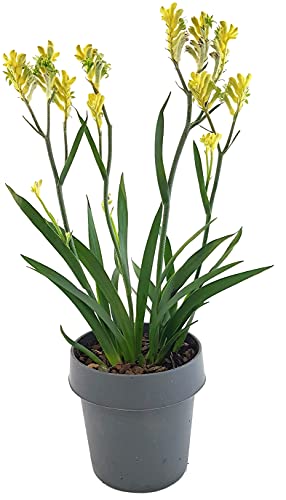 Känguruhpfötchen - Anigozanthos - pflegeleichte Zimmerpflanze - für warme Monate Terrasse/Balkon möglich - Kangaroo Paw Australiens Schönheit für zu Hause (Gelb)