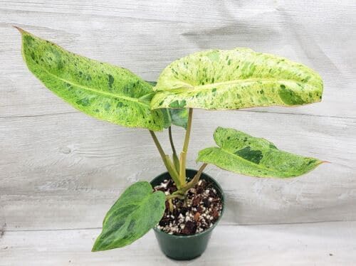 Garden Art live indoor plant (Philo Paraiso Verde)