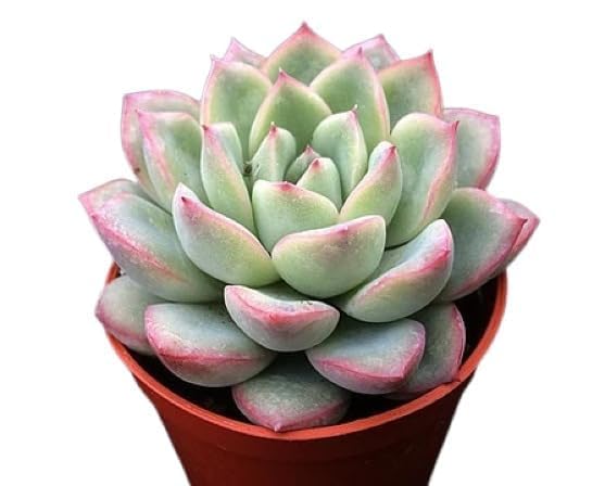 Live Laxmi Kamal Origanal Red Tip for Fortune, Vishnu Kamal/Echeveria Purpusorun Laxmi | Lakshmi Kamal Live Good Luck Vastu Live Succulent Plants (Light Pink) with Plastic Pot (B0D5TZHSCD) Amazon Price History, Amazon Price Tracker