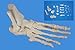 Wellden Medical Anatomical Foot Skeleton Model,disarticulated and Assembled By Magnets, Life Size