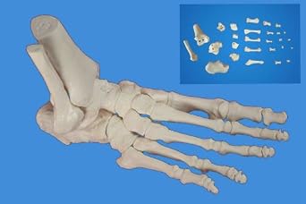 Medical Anatomical Foot Skeleton Model,disarticulated and Assembled by Magnets, Life Size
