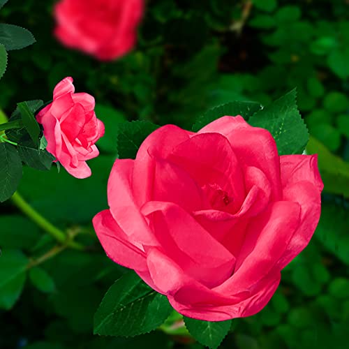 Ovker Luci Giardino Energia Solare, Rose Lampade