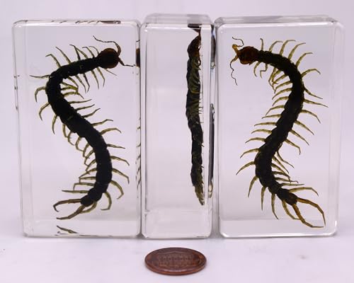 Image of 2.9 inch Real Black Centipede in Crystal Clear Lucite Resin Crafts Specimen Preserved Various Animal Insect Bug Taxidermy Collection for Biology Science Education & Desk Ornament Display Supplies