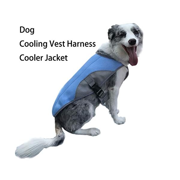 dog cool jacket