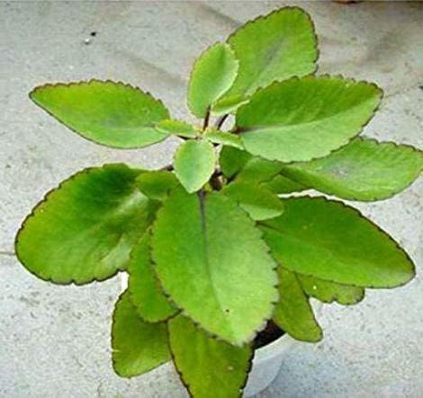 The Entacloo Bryophyllum Pinnatum/Patharchatta Plant(E-372)