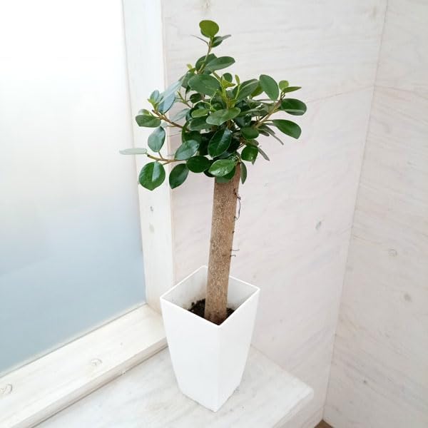 ガジュマル:パンダガジュマル 6号鉢植え*[かわいい植物 ガジュマル:パンダガジュマル 6号鉢植え*[かわいい植物