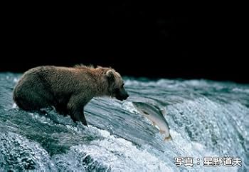 星野道夫 まとめ売り 41DVHMS29TL._UF350,350_QL80_.jpg