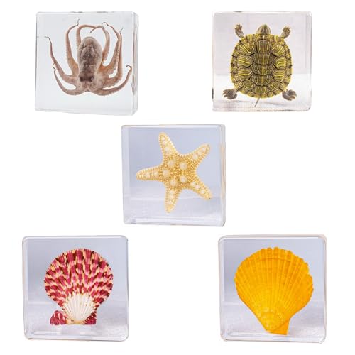 Image of Taxidermy Octopus Turtle Starfish Shells, Oceans Animals Specimen in Resin for Closer-Look & Study, Science Classroom Specimens, for Home Office Decor Ornament, Unique Amazing Gift (3.0x3.0x0.8-inch)