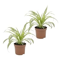 Dominik Blumen und Pflanzen, Grünlilie Ocean, 2 Zimmerpflanzen, gute Ampelpflanzen, 10 - 12 cm Topf