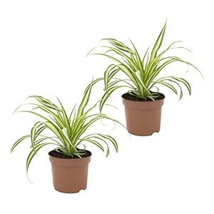 Dominik Grünlilie 'Ocean' 2er Set Zimmerpflanzen