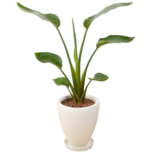 I[KX^  A ϗtA CeA O[