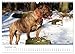 Beautiful Bulldogs (Wall Calendar 2026 DIN A3 Landscape), CALVENDO Monthly Calendar: Pictures of Readers