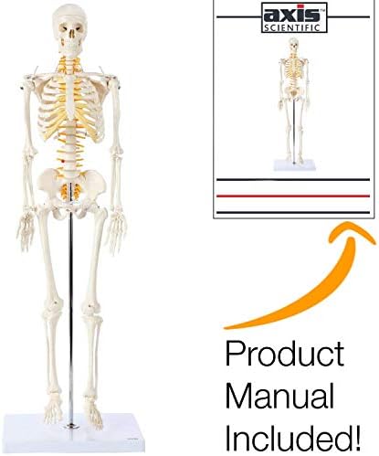 Axis Scientific Mini Human Skeleton Model with Metal Stand | 31 Inches Tall with Removable Arms and Legs is Easy to Assemble | Includes Detailed Product Manual for Study or Reference | 3 Year Warranty (Renewed)