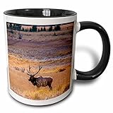 3dRose USA Colorado Elk in Rocky Mountain National Park Two Tone Mug, 11 oz, Black