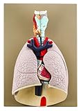 Eisco Labs Advanced Heart and Lung Model, 7 Parts