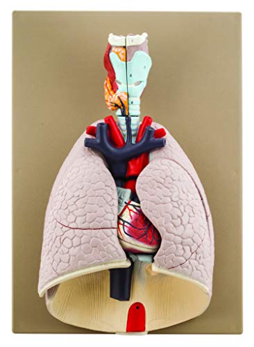 EISCO Advanced Heart & Lungs Model - Life Size - 7 Removable Parts - Hand Painted - Designed by Medical Professionals