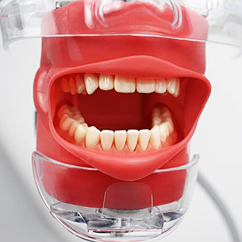 Tête de simulateur dentaire phantom robuste pour travaux pratiques
