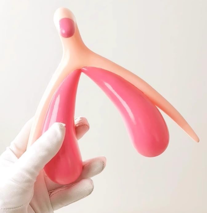 Modèle féminin avec clitoris en relief AMITD pour démonstrations gynécologiques