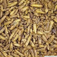 Two Amigos Calci worms 2kg, higher in calcium than mealworms calciworm better alternative to mealworm