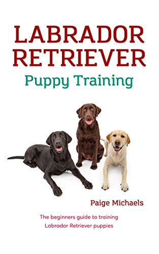 labrador puppies amazon