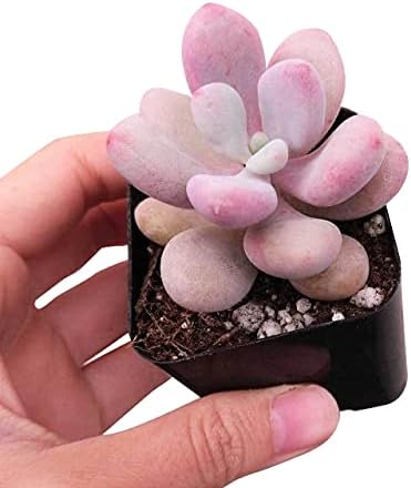 Miniatura 3 de Moonstones Pachyphytum 2 pulgadas - Suculenta saludable, rara e inusual, viva de fácil cuidado, planta interior de casa, totalmente arraigada en