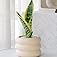Live Snake Plant - Sansevieria Superba Trifasciata - Real Indoor Clean Air Plant- Home Decor Hardy and Adaptable Low Maintena